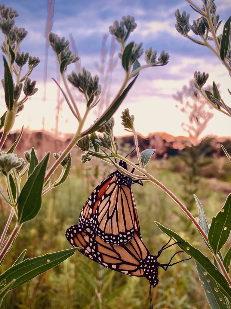 Catching unexpected moments by Chicago Professional Photographer Marmalade Photography