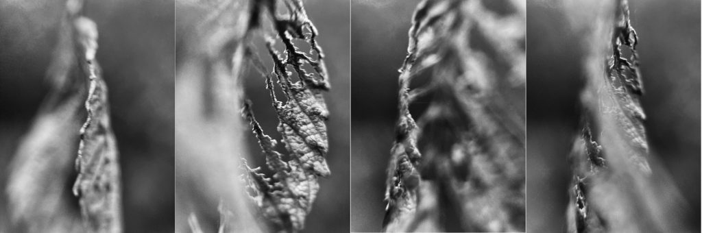 mandorla of the forest